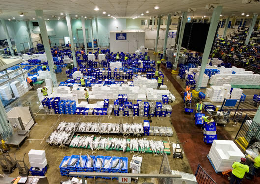 Wilayah Muara Baru Ini Bakal Dirombak Jadi Mirip Sidney Fish Market