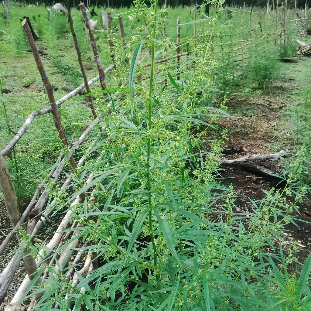 BNN Temukan Ganja Varian Hibrida di Aceh