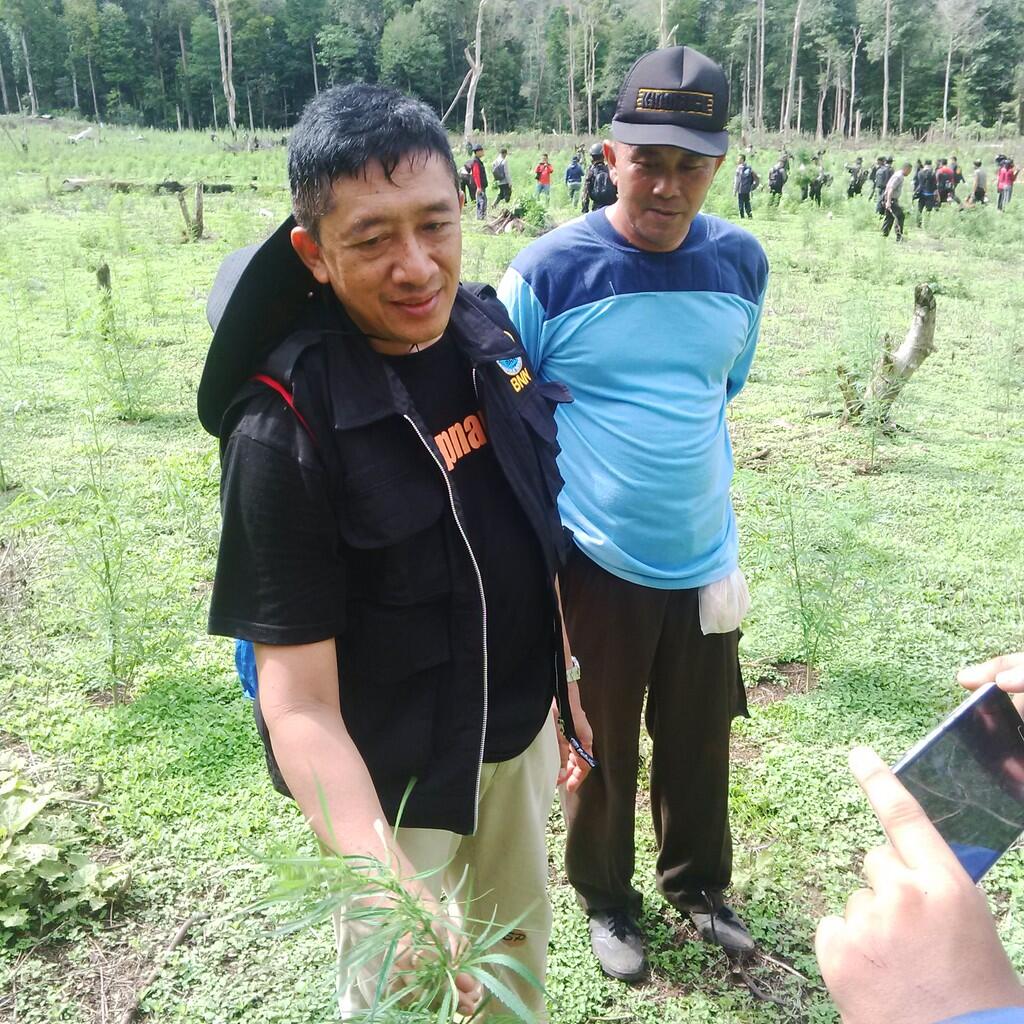 BNN Temukan Ganja Varian Hibrida di Aceh