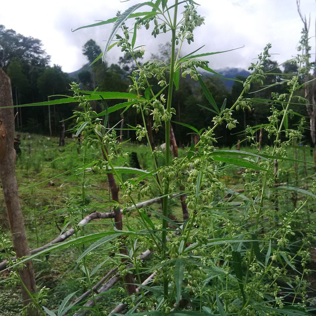 BNN Temukan Ganja Varian Hibrida di Aceh