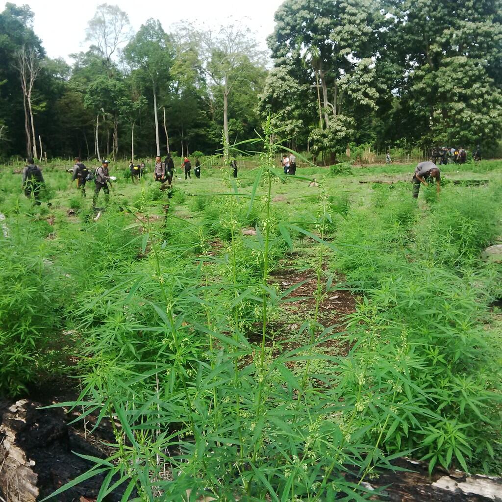 BNN Temukan Ganja Varian Hibrida di Aceh