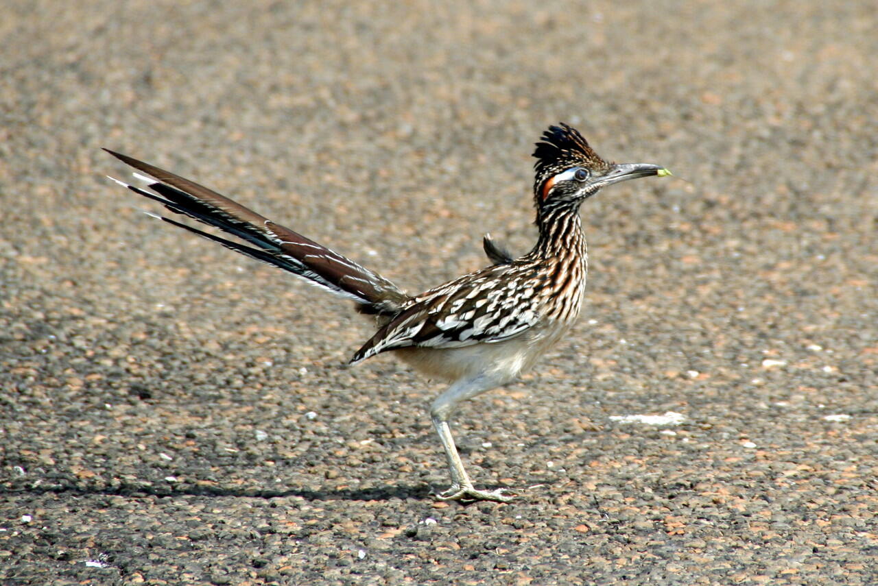 *beep-beep* Awas gansis, ada Roadrunner mau lewat!