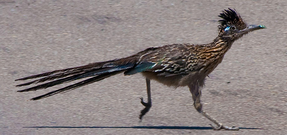 *beep-beep* Awas gansis, ada Roadrunner mau lewat!