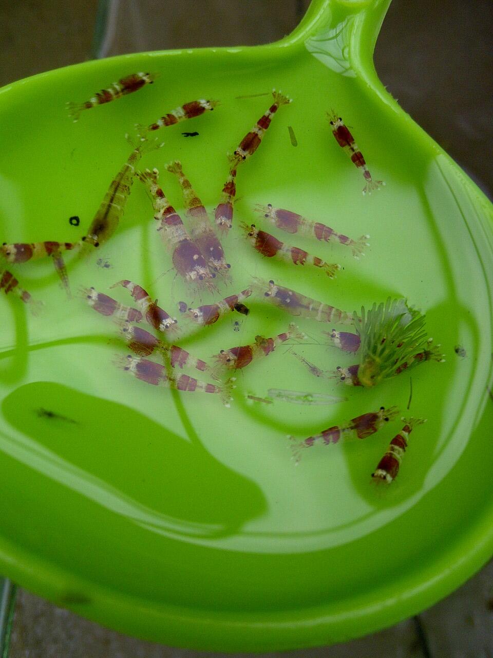 Udang hias air tawar