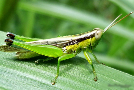 BELALANG-BELALANG BENING (intip dimari, gan)