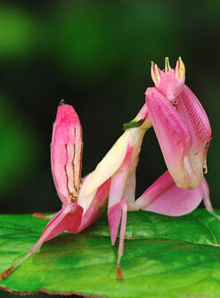 BELALANG-BELALANG BENING (intip dimari, gan)