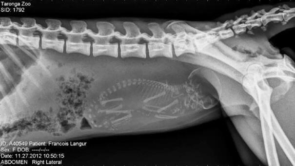10 Foto X-ray dari Perut Hewan yang Sedang Mengandung Anaknya