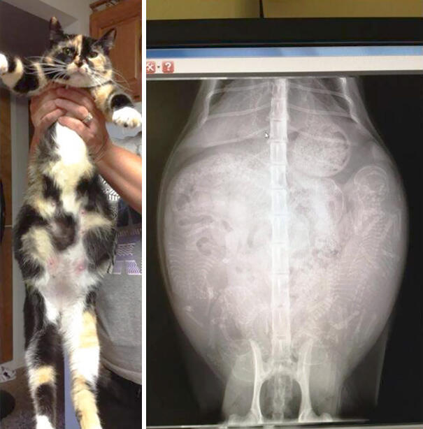 10 Foto X-ray dari Perut Hewan yang Sedang Mengandung Anaknya