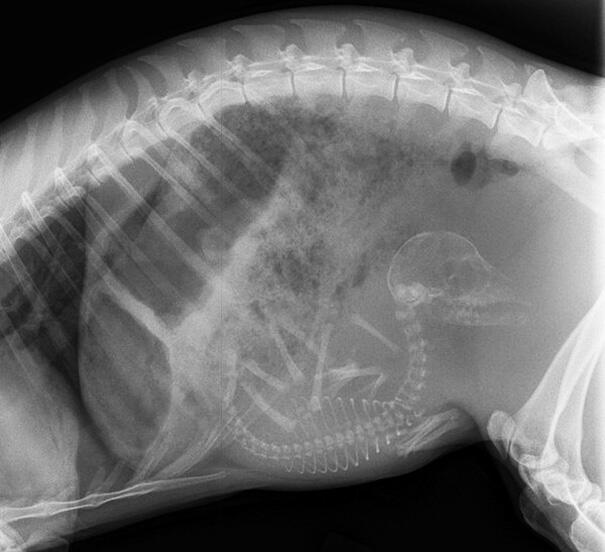 10 Foto X-ray dari Perut Hewan yang Sedang Mengandung Anaknya