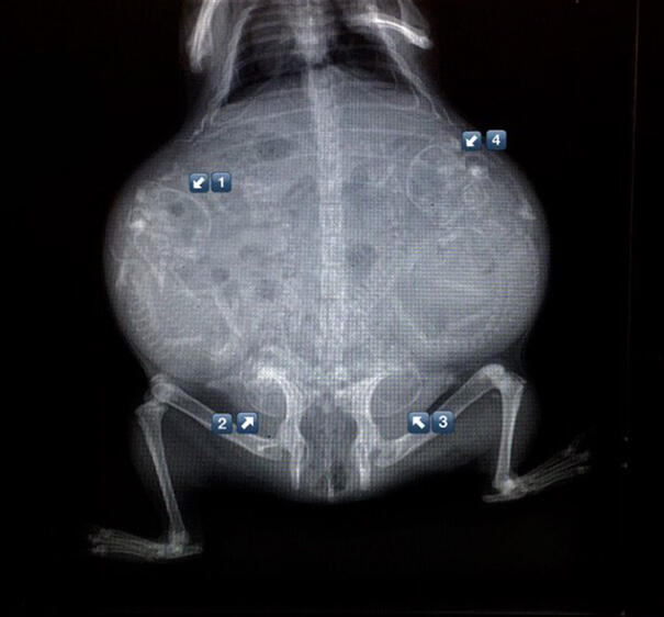 10 Foto X-ray dari Perut Hewan yang Sedang Mengandung Anaknya
