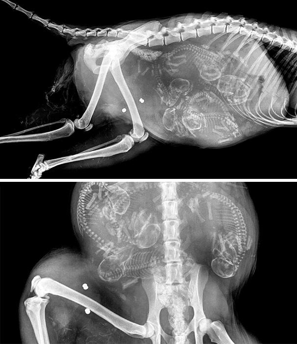 10 Foto X-ray dari Perut Hewan yang Sedang Mengandung Anaknya