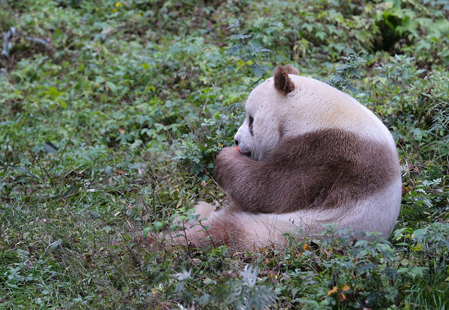Perkenalkanlah Qizai.. Si Panda Cokelat Satu Satunya Di Dunia..
