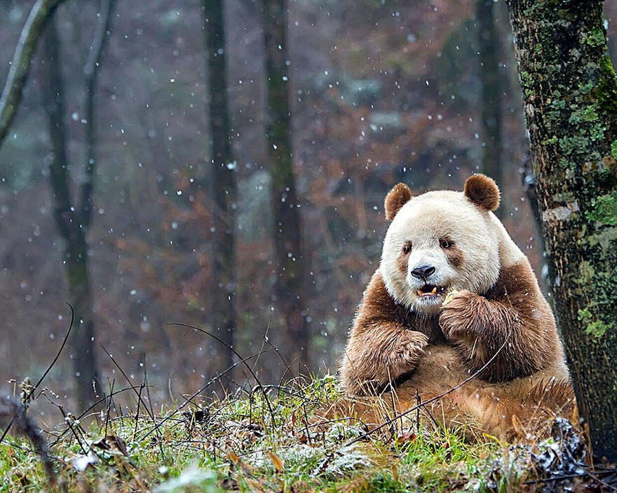 Perkenalkanlah Qizai.. Si Panda Cokelat Satu Satunya Di Dunia..