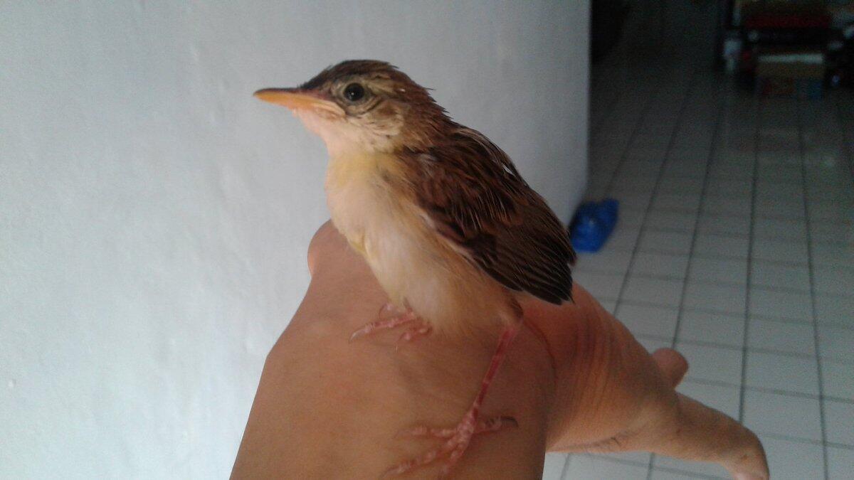 Perawatan Burung Ciblek dari loloh ampe abg