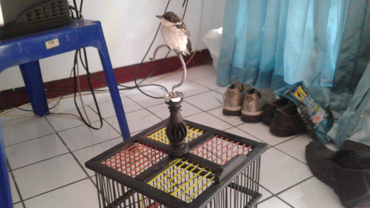 Perawatan Burung Ciblek dari loloh ampe abg