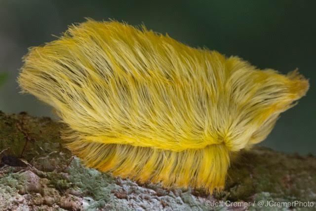 Trumpapillar: Ulat bulu paling beracun yang mirip dengan rambut Trump