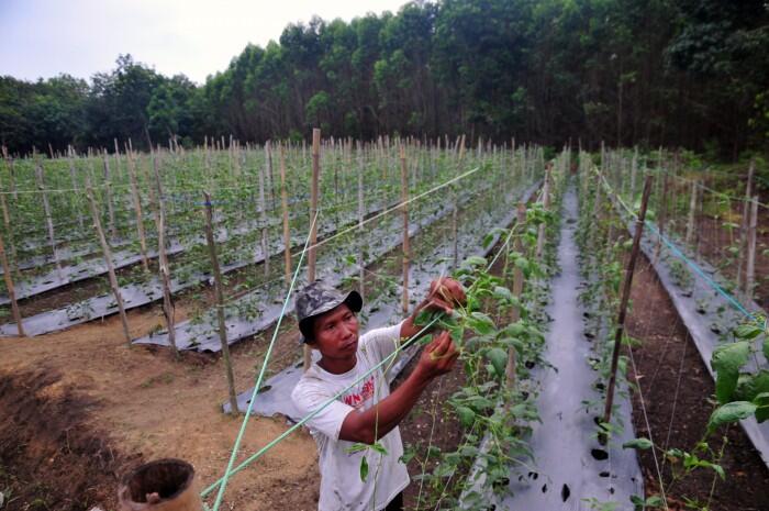 Bertani Hortikultura Sambil Bantu Cegah Kebakaran Hutan