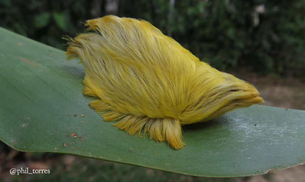 Trumpapillar: Ulat bulu paling beracun yang mirip dengan rambut Trump