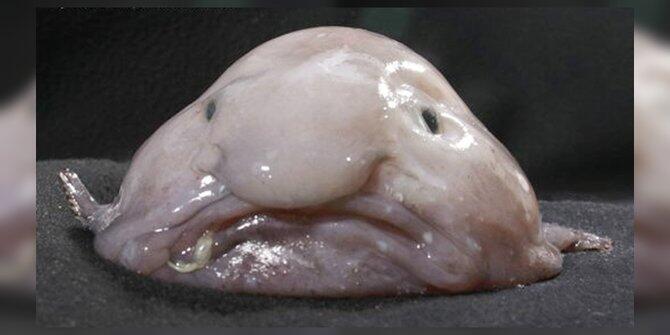 7 Fakta mencengangkan si ikan buruk rupa, blobfish!