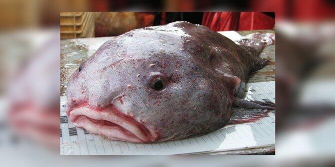 7 Fakta mencengangkan si ikan buruk rupa, blobfish!