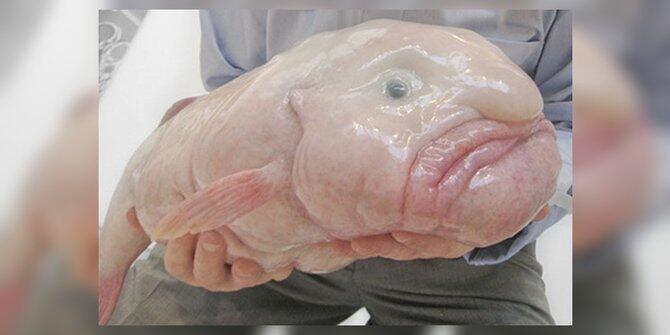 Hasil gambar untuk ikan blobfish