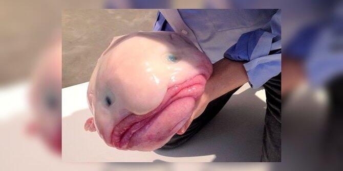 7 Fakta mencengangkan si ikan buruk rupa, blobfish!