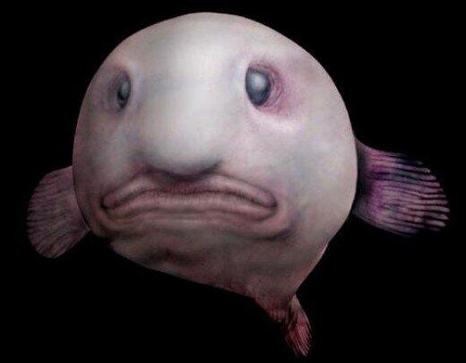 7 Fakta mencengangkan si ikan buruk rupa, blobfish!
