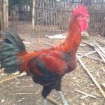 mengapa ayam jantan selalu berkokok dipagi hari?