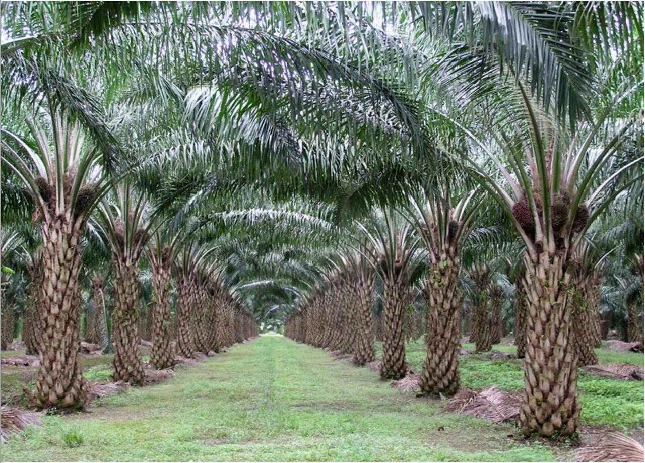 Bertani Hortikultura Sambil Bantu Cegah Kebakaran Hutan