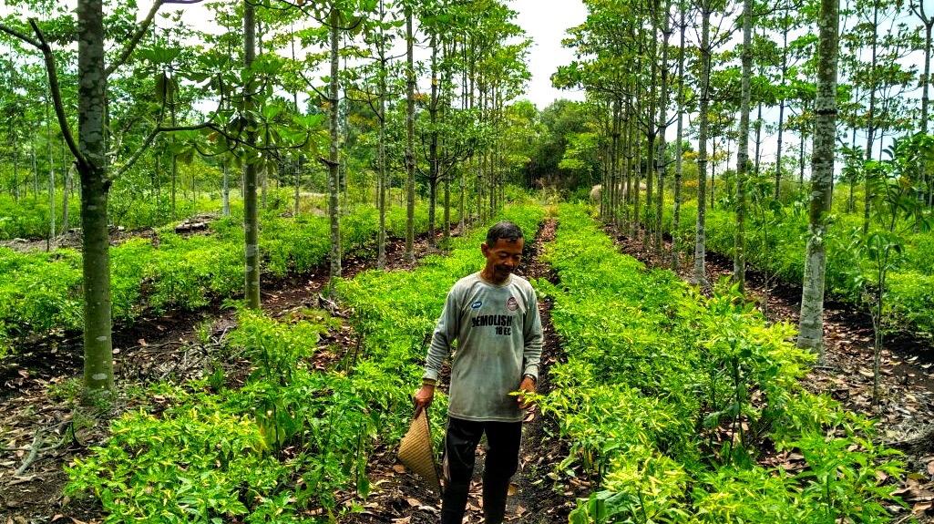 Bertani Hortikultura Sambil Bantu Cegah Kebakaran Hutan