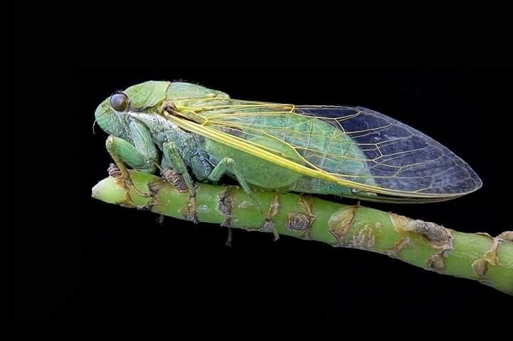 Tutorial Extreme Macro dengan Smartphone