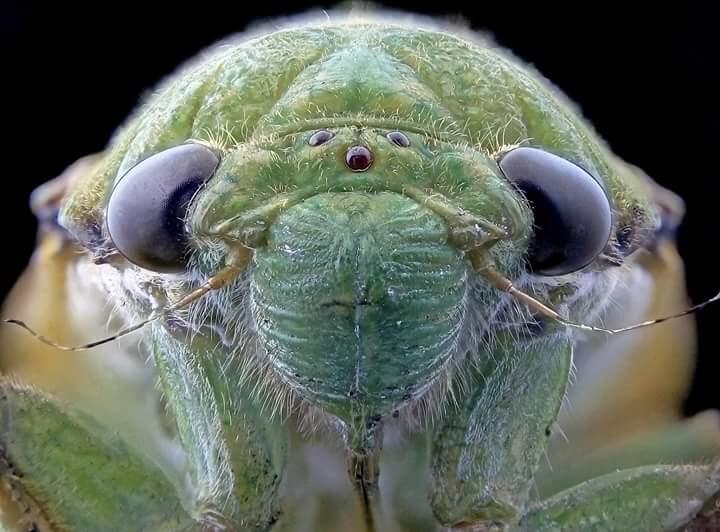 Tutorial Extreme Macro dengan Smartphone