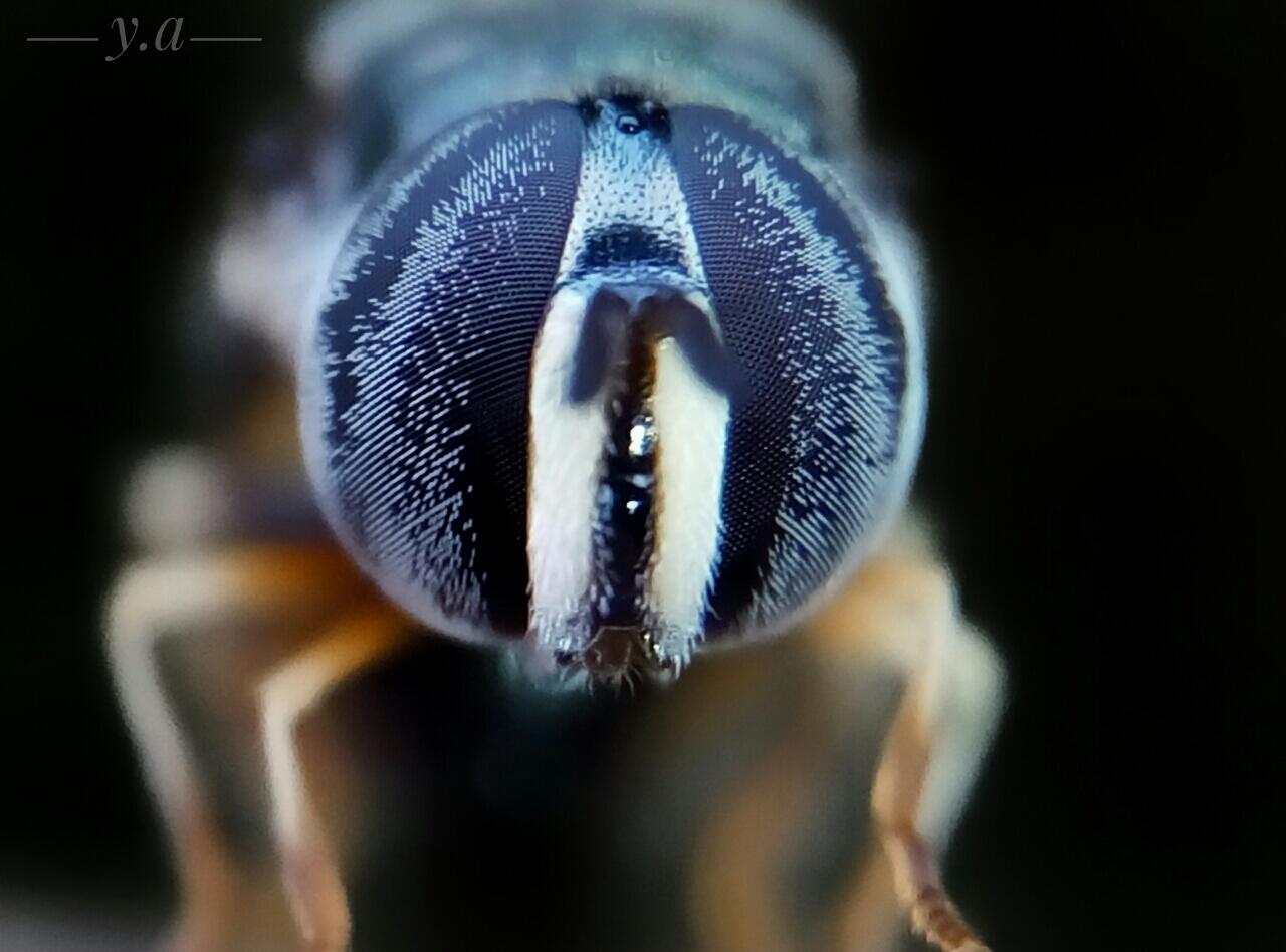 Tutorial Extreme Macro dengan Smartphone