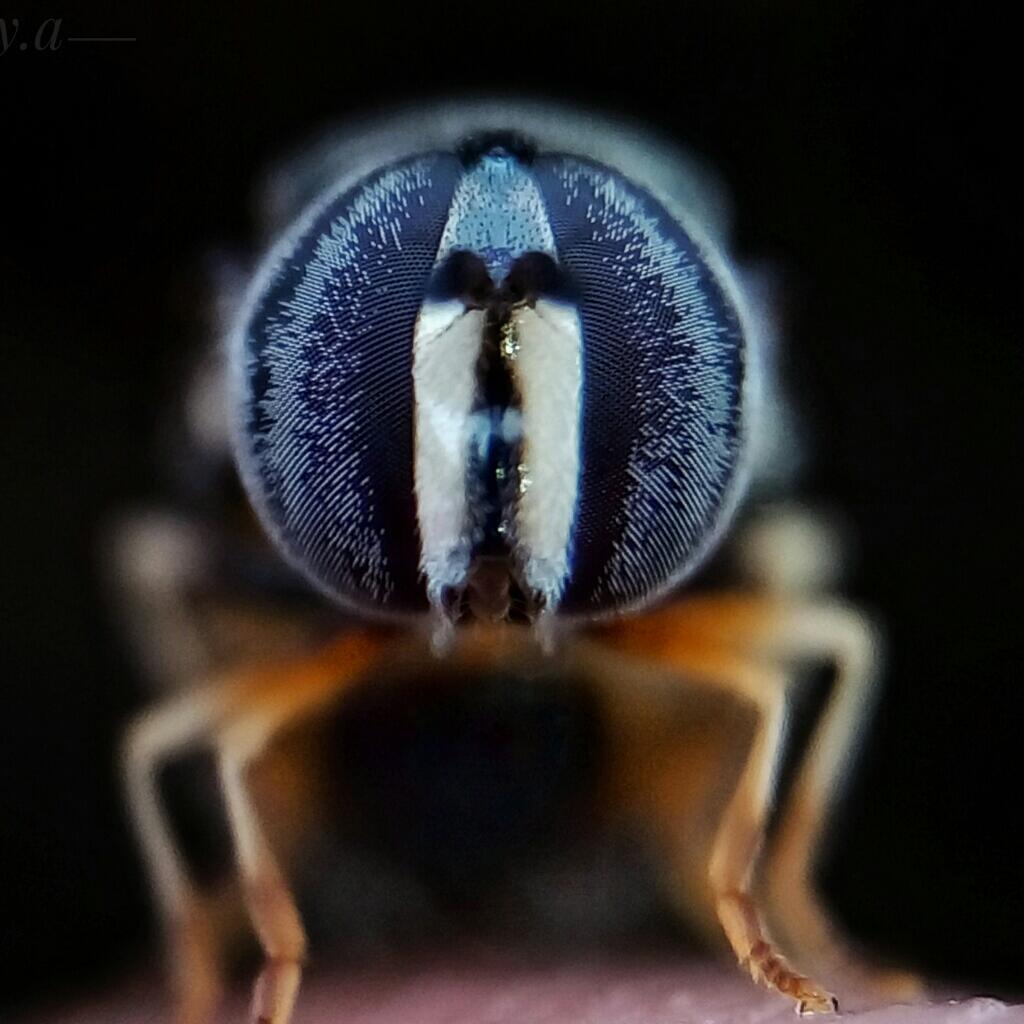 Tutorial Extreme Macro dengan Smartphone