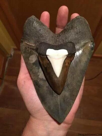 Fakta Unik dan Mengerikan Ikan Hiu Megalodon