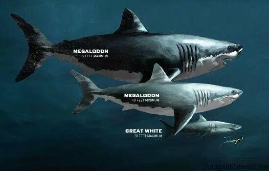 Fakta Unik dan Mengerikan Ikan Hiu Megalodon