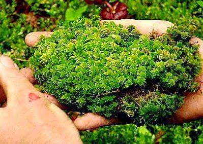 Inilah 10 Mitos Bertahan Hidup di Alam Liar yang belum tentu benar