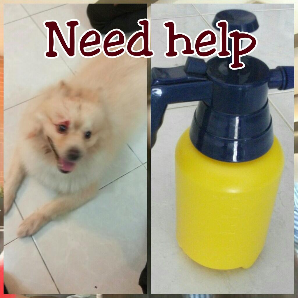 hibah anjing campuran gan