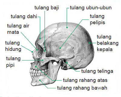 Kok Kepala Bisa Benjol dan Seperti Ada Bintang Berputar? Ini Penjelasan Ilmiahnya