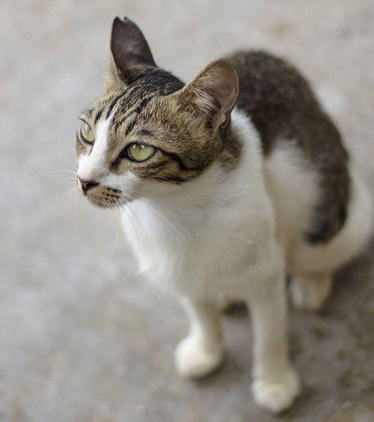 Hal-Hal yang Harus Dihindarkan Kucing Ente Biar Nggak Gampang Stress