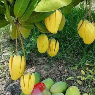 fruit