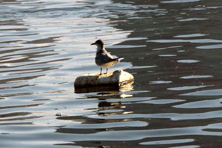 PS Foam, Bukan Styrofoam