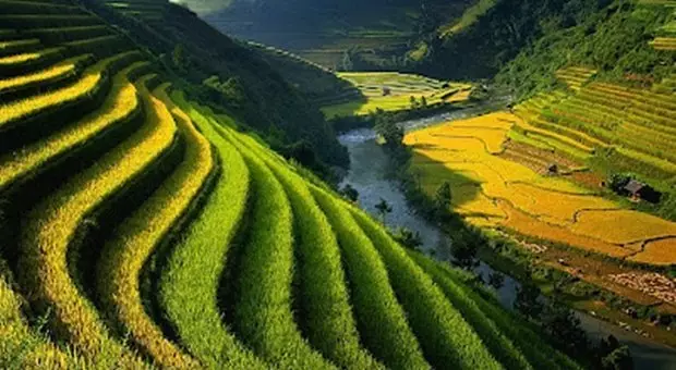 Gambar Pemandangan Yg Ada Sawah