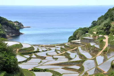 Pemandangan Sawah yang Ter...
