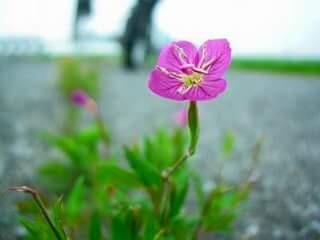 Kalimat Renungan Inspiratif Jepang untuk yang lagi terpuruk