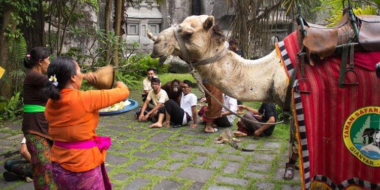 Hari Tumpek Kandang, onta hingga ular ikut sembahyang di Bali