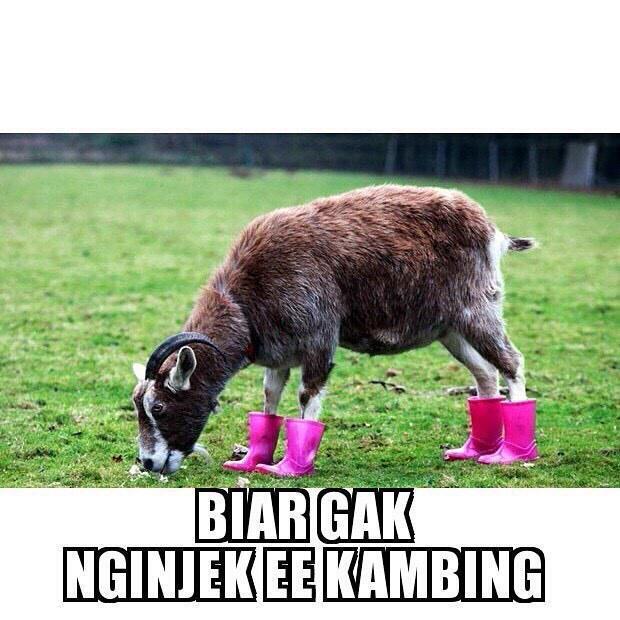 29 Meme kata-kata gokil andai binatang bisa ngomong, bikin ngakak gan!