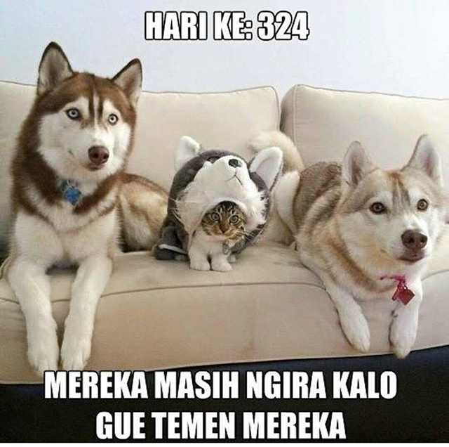 29 Meme kata-kata gokil andai binatang bisa ngomong, bikin ngakak gan!