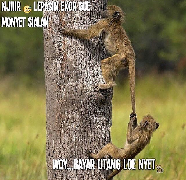 29 Meme kata-kata gokil andai binatang bisa ngomong, bikin ngakak gan!