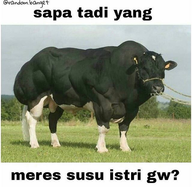 29 Meme kata-kata gokil andai binatang bisa ngomong, bikin ngakak gan!